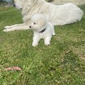 Pure Bred Maremma Sheepdog puppies for sale-4