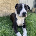 Female American Staffy-1