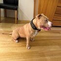 American Pocket Bully -1