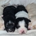 Beautiful Puppies for Sale-2