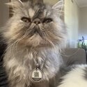 Pure breed Adorable and gentle persian cat-0