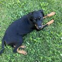 Beautiful Rottweiler for sale -1