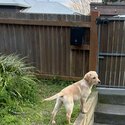 LOVELY Purebred Labrador