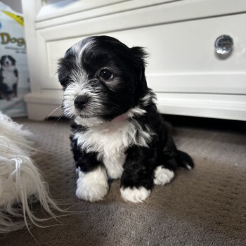 Maltese shitzhu puppy 