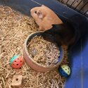 2 Guinea Pigs + Full Set Up-3