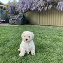 Cavoodle Puppy for sale-4