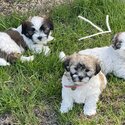 PRICE DROP** Male Maltese Shih tzu -5