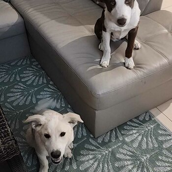 2 Beautiful Border Collie brothers