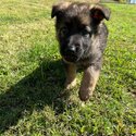 Pure Bred German Shepherd Puppies -2