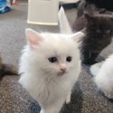 5 Ragdoll X Turkish Angora Kittens for sale-3