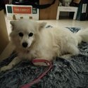 Japanese Spitz-3