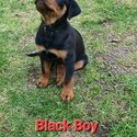 Rottweiler -2