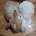 2 Rabbits for sale-3