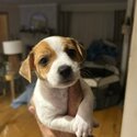 Male pure bred jack Russell puppy -0