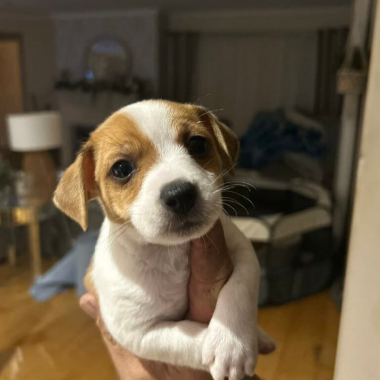 Male pure bred jack Russell puppy 