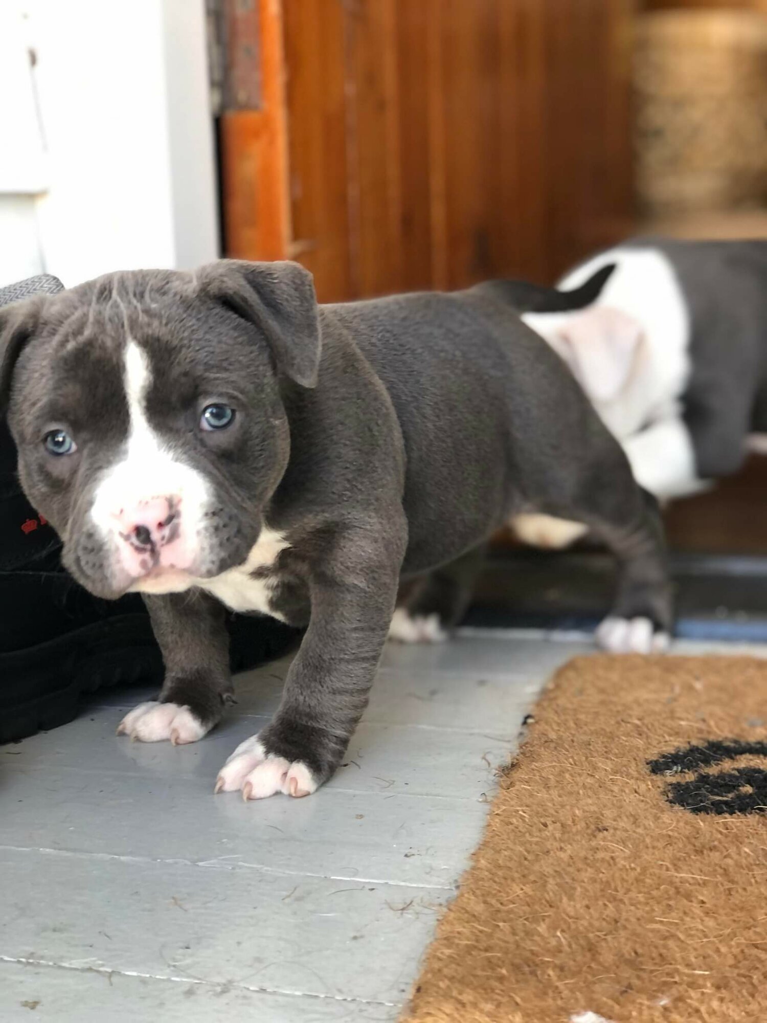 American bullie puppies