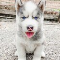 Pomsky Puppies /Husky Puppies With Blue 🔵 Eyes -1