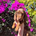 Chocolate Dapple Dachshund Puppy with Heterochromia Eyes-0