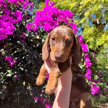 Chocolate Dapple Dachshund Puppy with Heterochromia Eyes