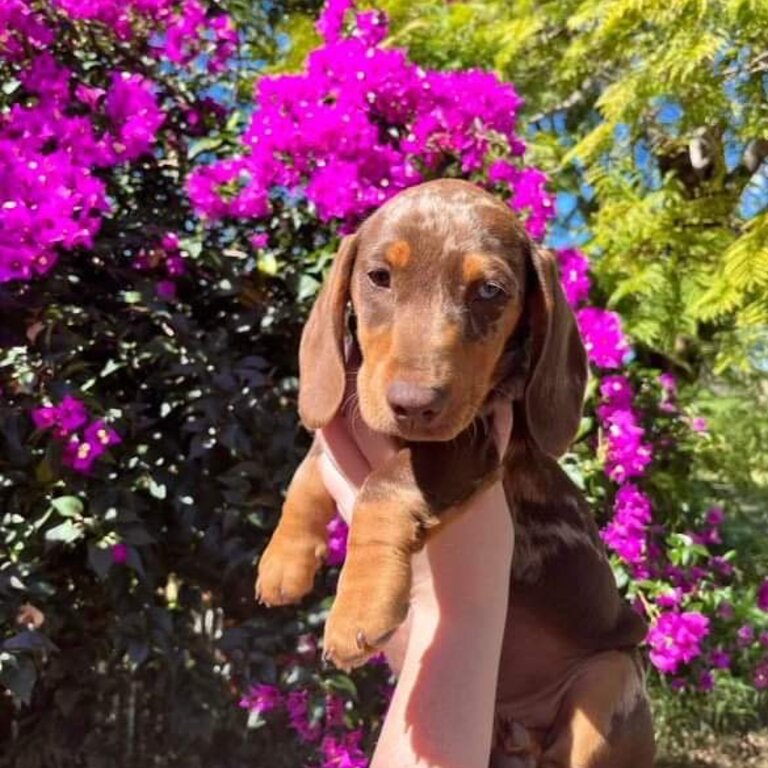 Chocolate Dapple Dachshund Puppy with Heterochromia Eyes