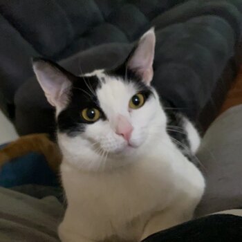 Timid Tuxedo’d boy Solo - seeking single cat home