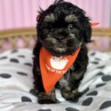 No/low shedding Maltese x Shih-Tzu pups only 9 weeks old  when listed-4