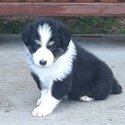 Pedigree Border Collie puppies-0