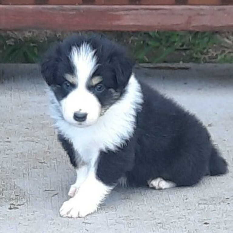 Pedigree Border Collie puppies