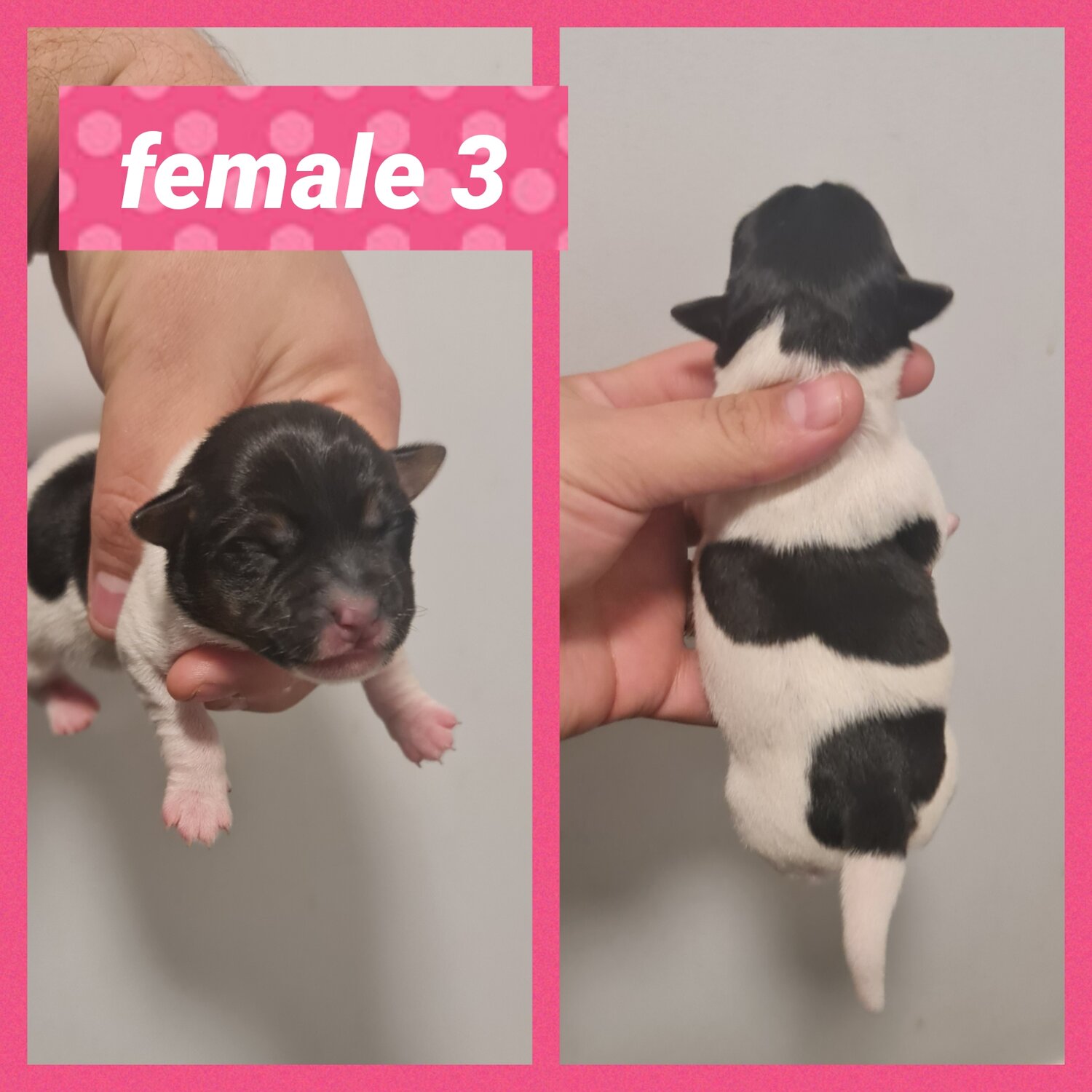 Purebred Mini Foxys females for sale