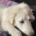 Maremma pup for sale-2