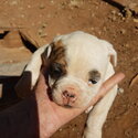 Purebred American bulldog pups x3-1