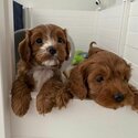 Cavoodle Puppy and Dogs  Free Adoption 24months  old -1