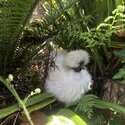 Silkie Rooster- Pippin-4