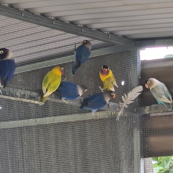 Masked love birds 