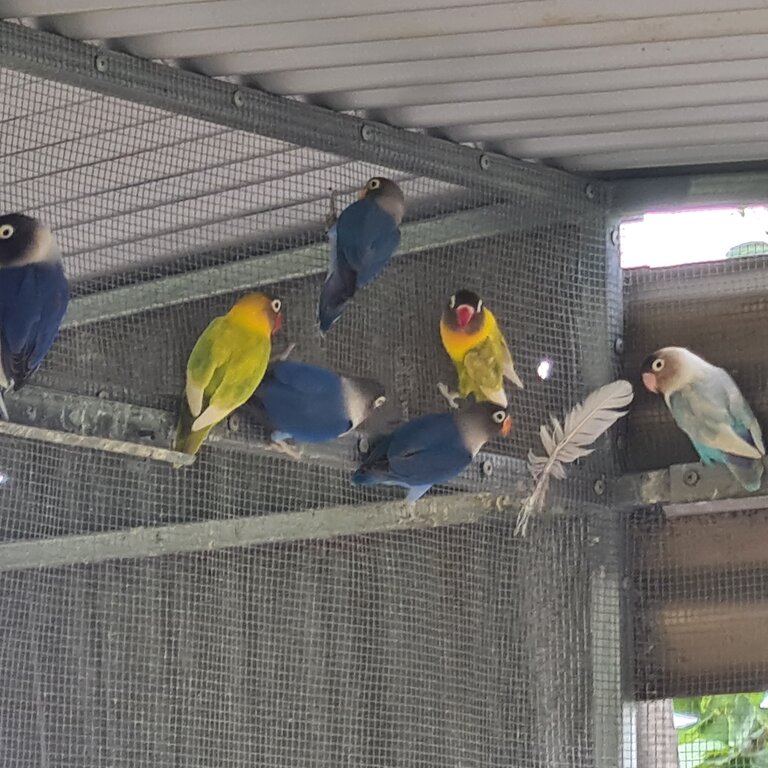 Masked love birds 