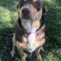 Kelpie / boarder collie-2