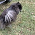 Rare blue and silver German spitz -1