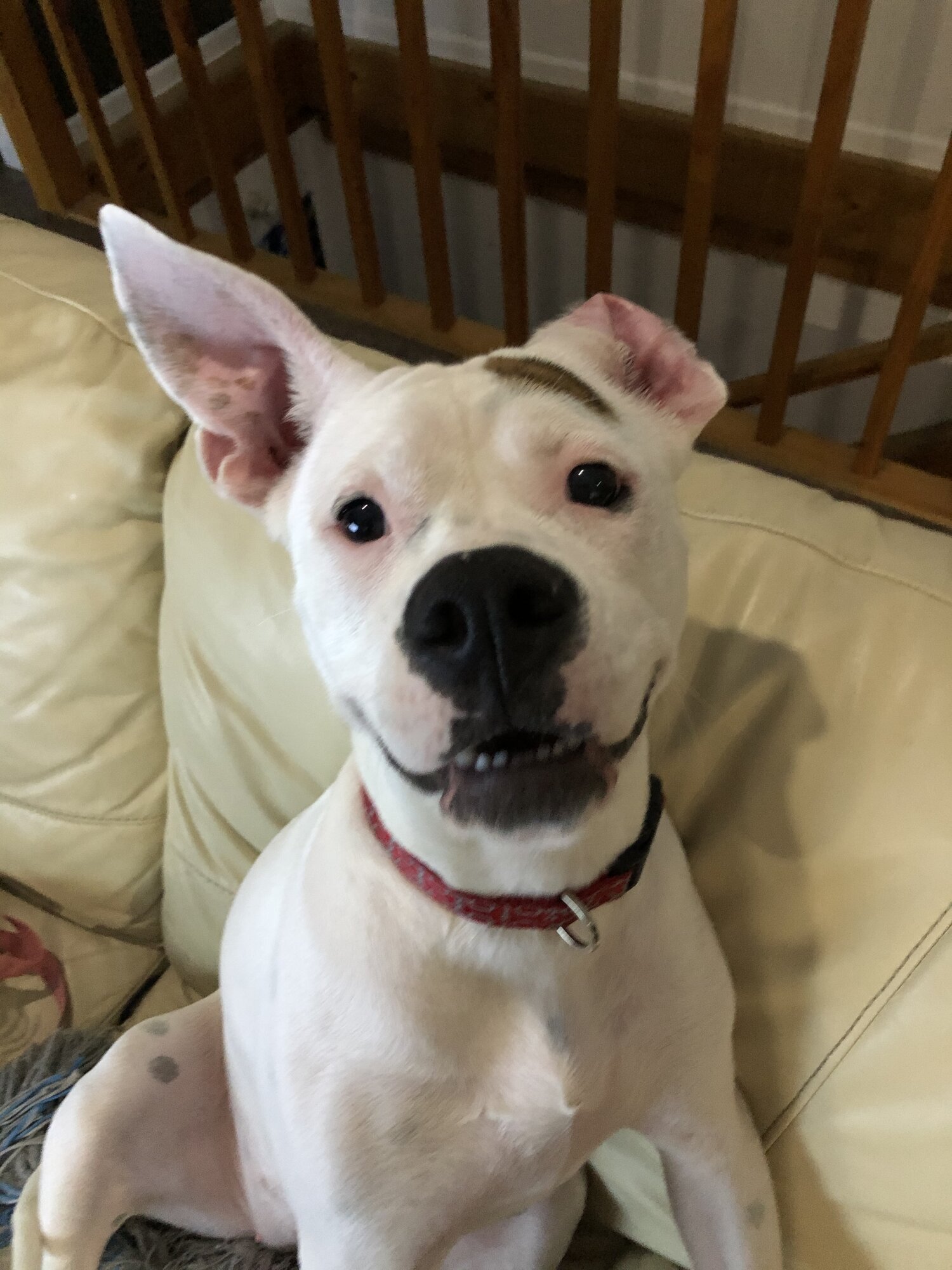 American Bulldog Cross Puppy For Adoption