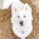 Pomsky Puppies /Husky Puppies With Blue 🔵 Eyes -2