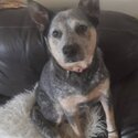 Free to good home 3 year old Blue Heeler -1