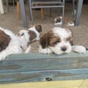 5x shi tzu cross mini poodles puppies for sale  $1800 ono-5