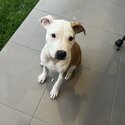 Chicko the Staffy x Pup -1