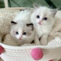  Purebred Ragdoll Kittens For Sale-1