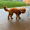 Toy Cavoodle - Ruby-3