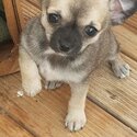 Gorgous purebred Chihuahua pups-1