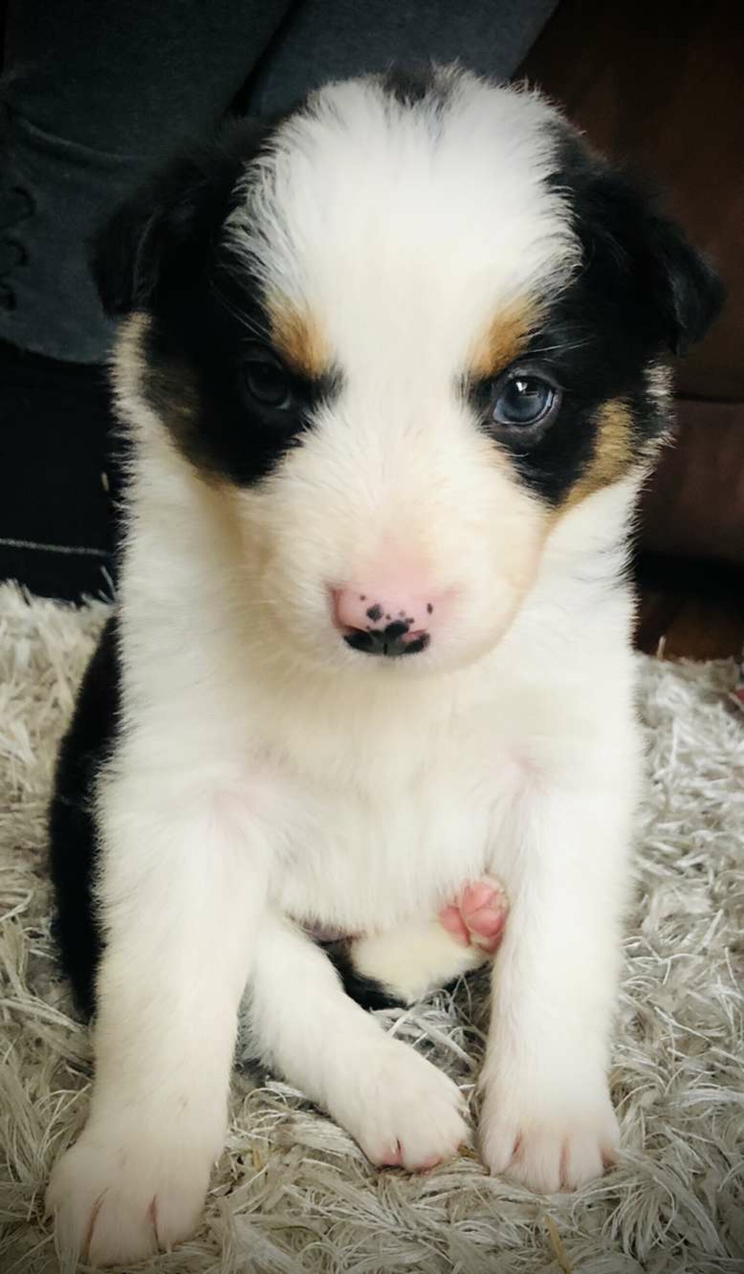 Purebred Border Collie Puppies