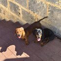 Miniature Dachshund Brothers - Pair Only-3