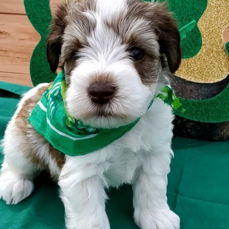 Schnauzer Playful Puppies and dogs for adoption