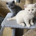 British shorthair kittens -3