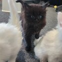 5 Ragdoll X Turkish Angora Kittens for sale-2